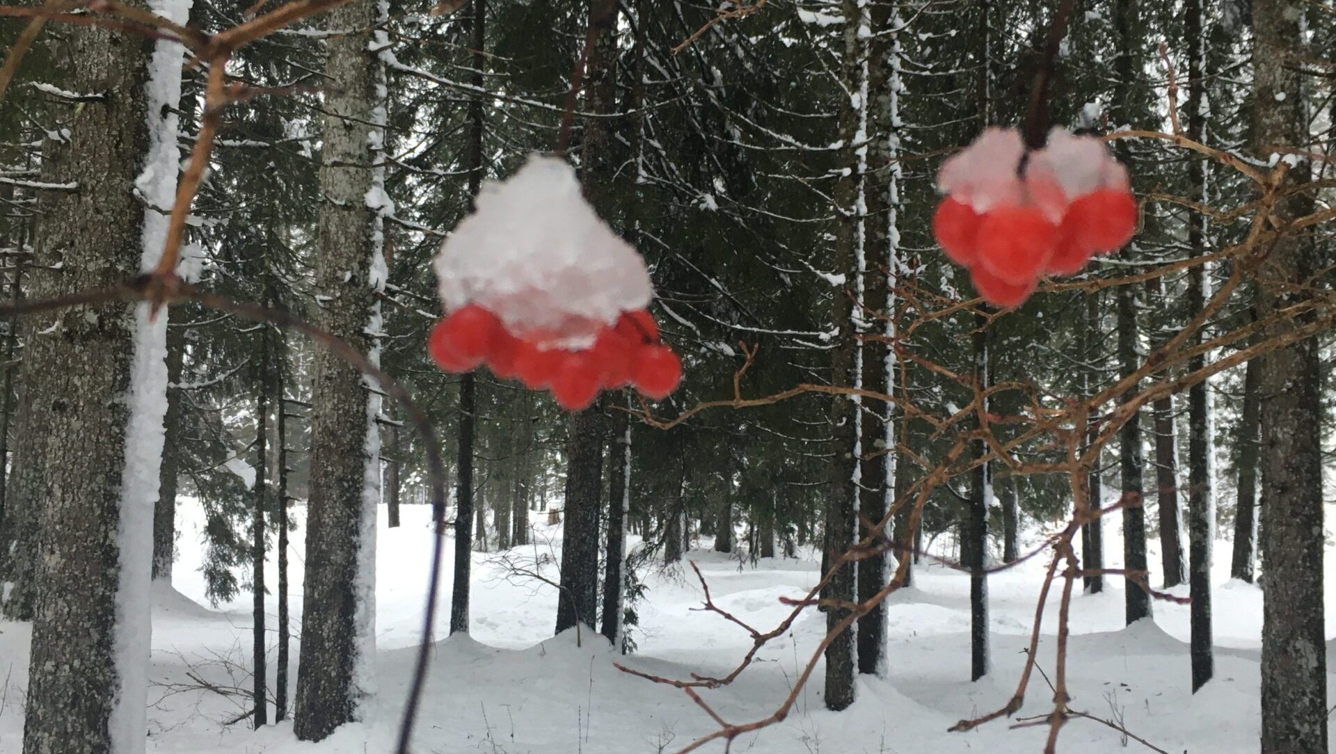 Foresta della Val Saisera innevata, Malborghetto, Tarvisio