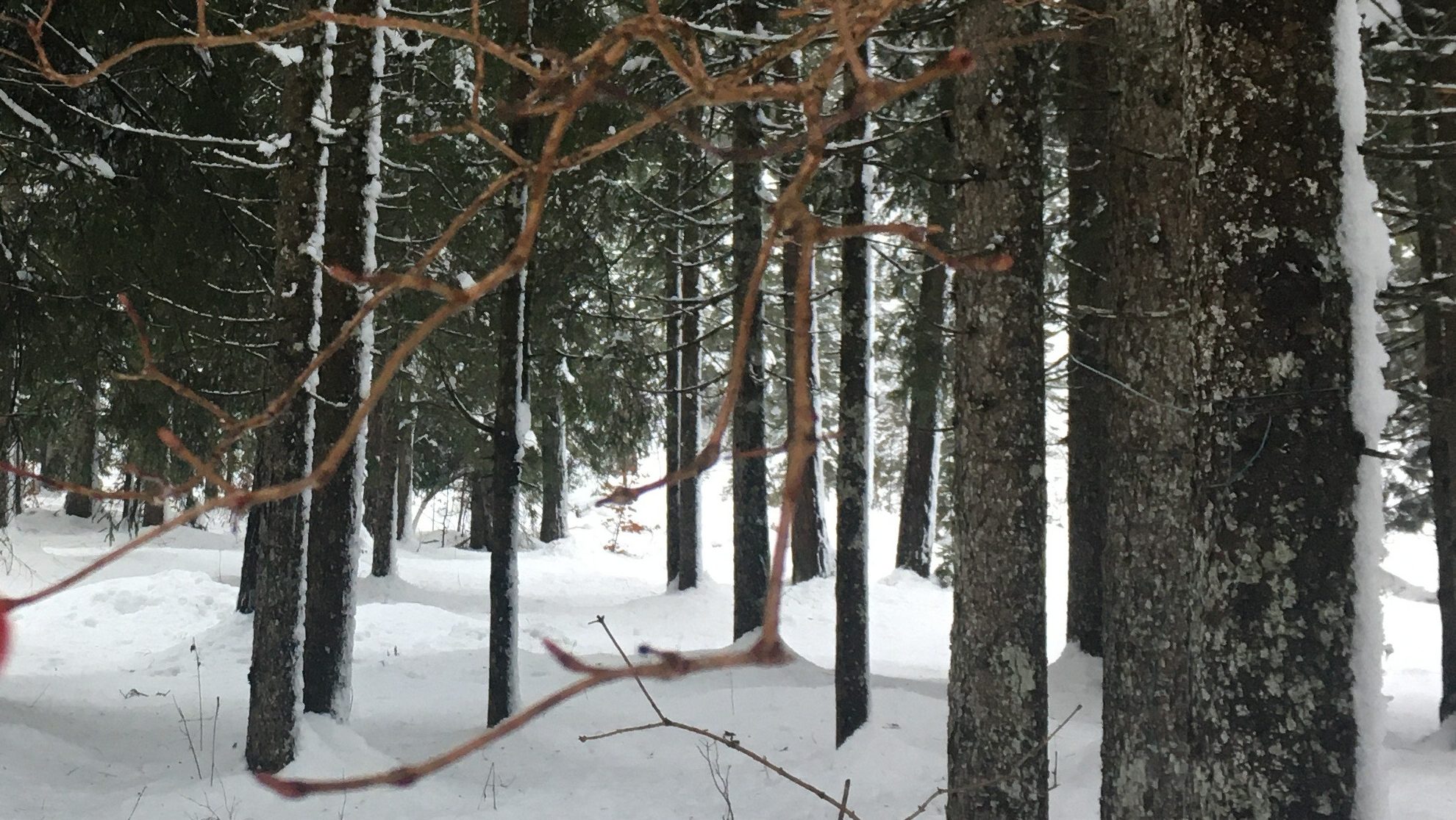 Foresta della Val Saisera innevata, Malborghetto, Tarvisio